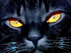 Avatar utente